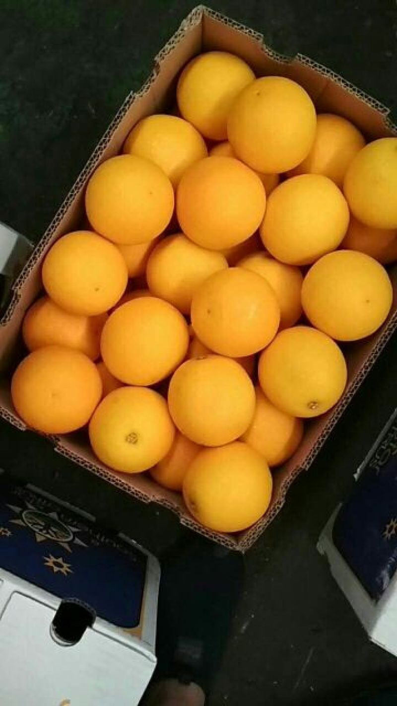 脐橙南非橙