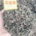墨旱莲