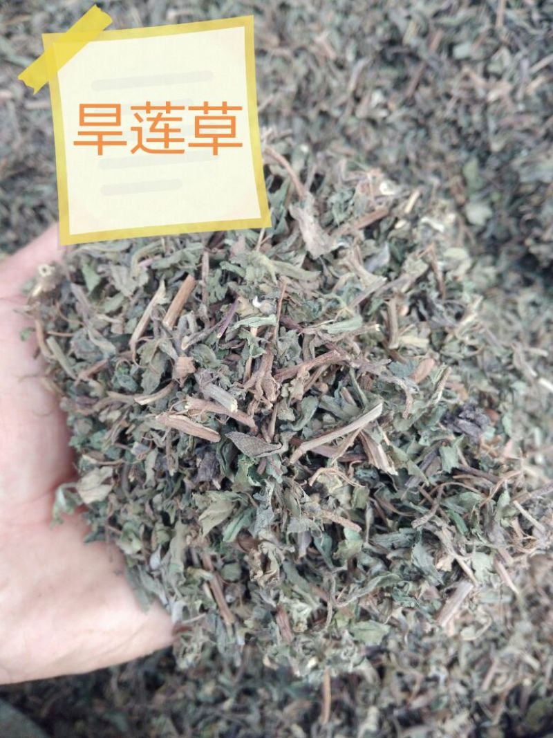墨旱莲