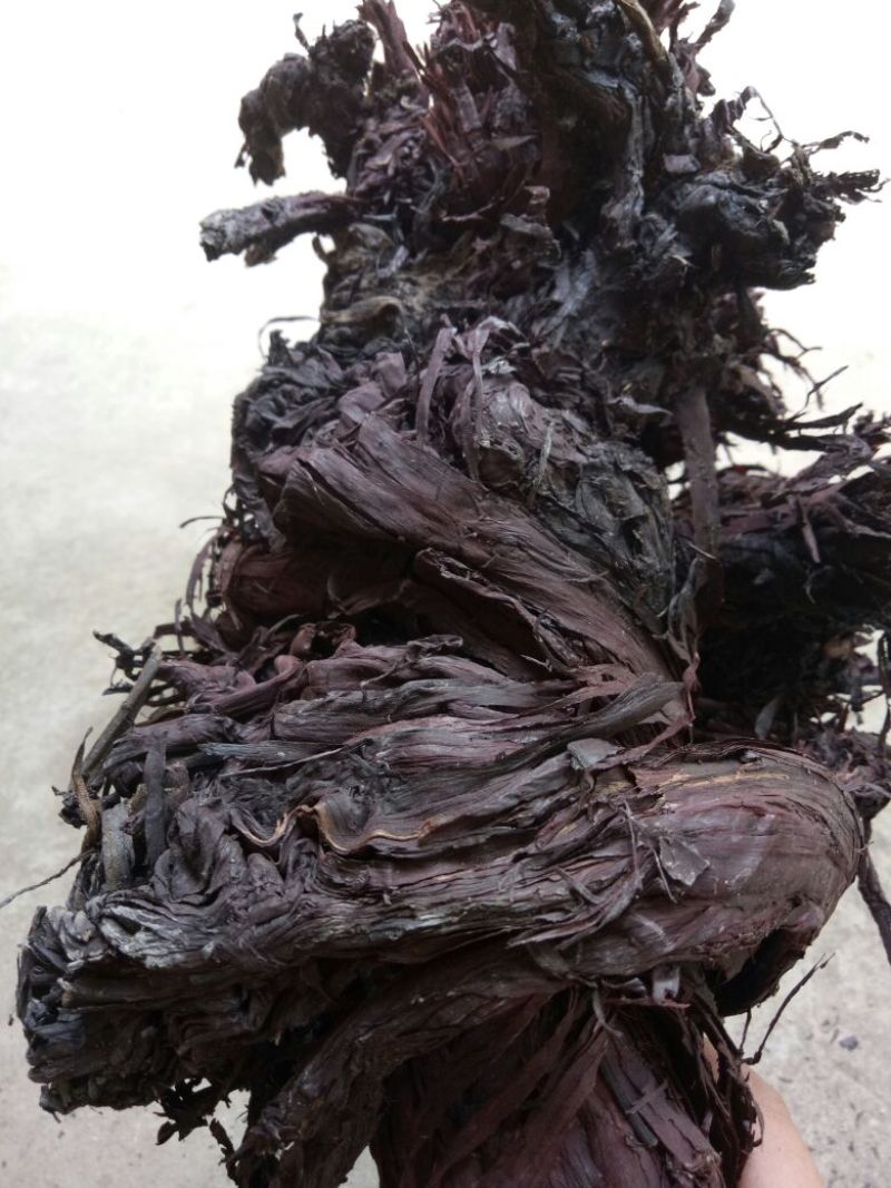 紫草