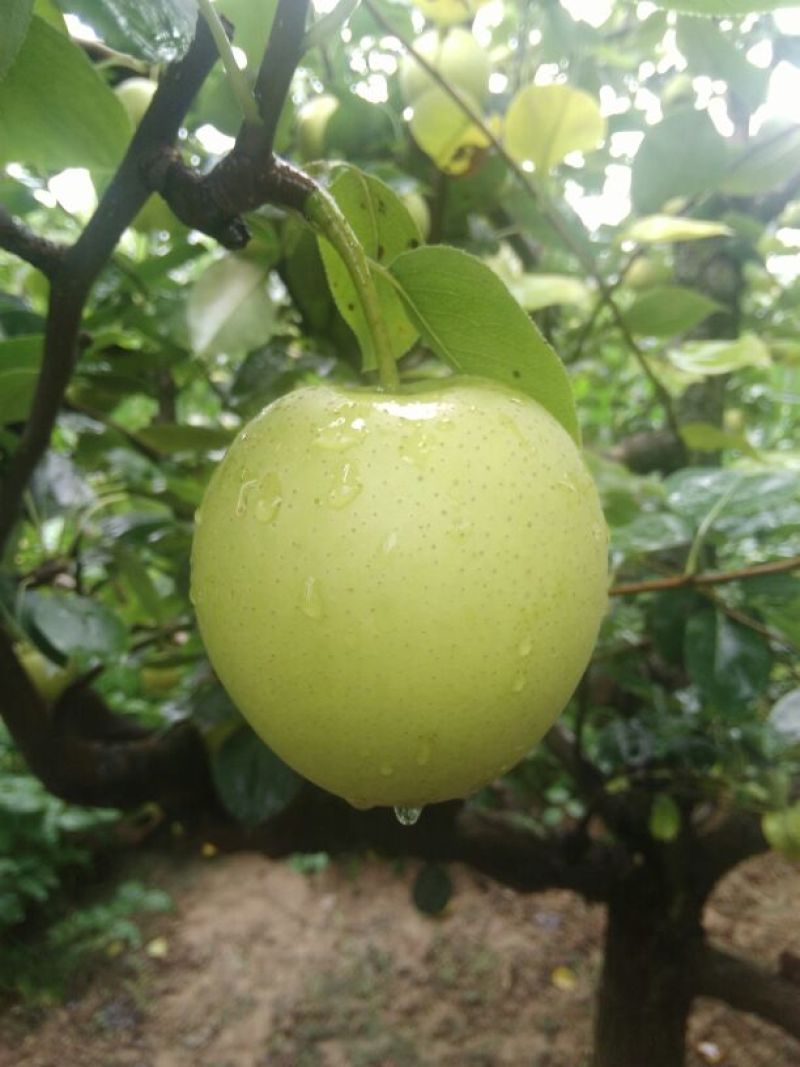 皇冠梨300~350g纸袋