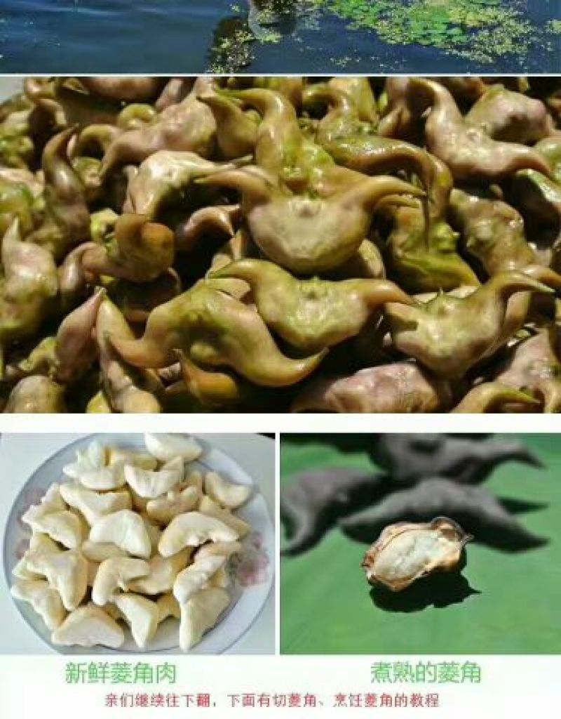 菱角米包装（包装按照客户指定要求来，有散装和抽真空。）