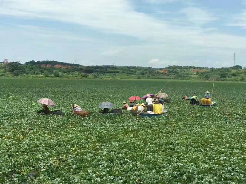 菱角米包装（包装按照客户指定要求来，有散装和抽真空。）