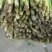 现货，头刀韭菜颜色深绿头岔韭菜头岔