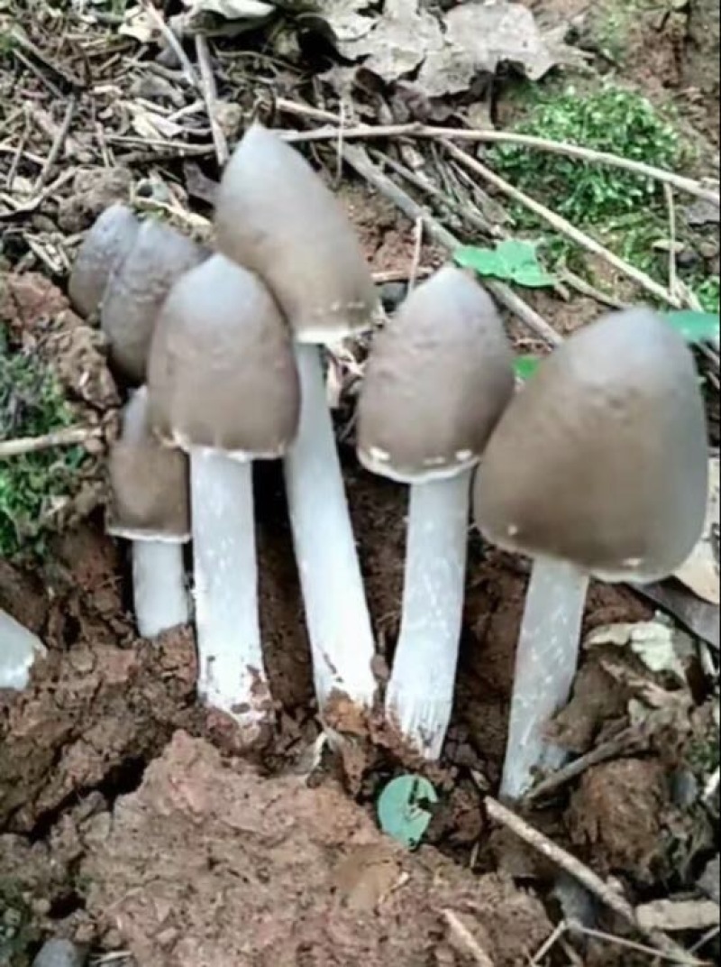 鸡枞菌特级