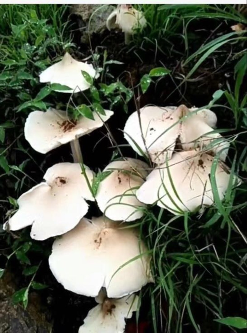 鸡枞菌特级