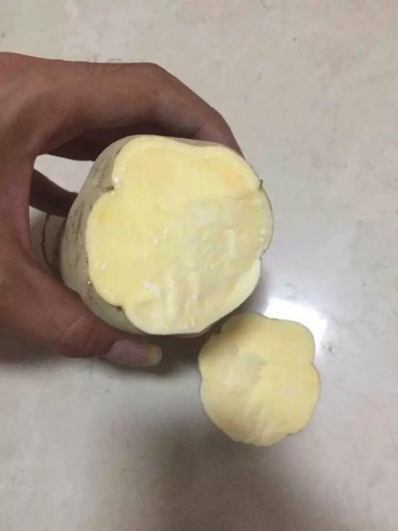 豆薯2500g以上