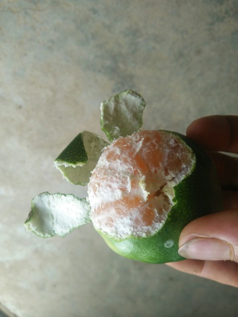 广西特早蜜橘5.0~8.0cm特早