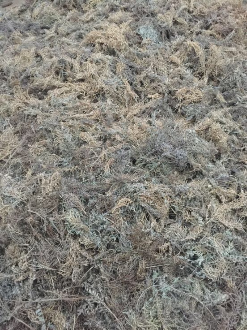 苦豆子甘肃民勤沙漠苦豆子高原苦豆子野生植物