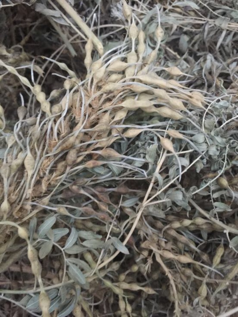 苦豆子甘肃民勤沙漠苦豆子高原苦豆子野生植物