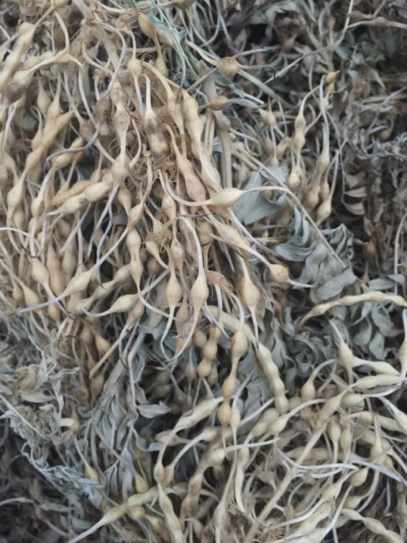 苦豆子甘肃民勤沙漠苦豆子高原苦豆子野生植物