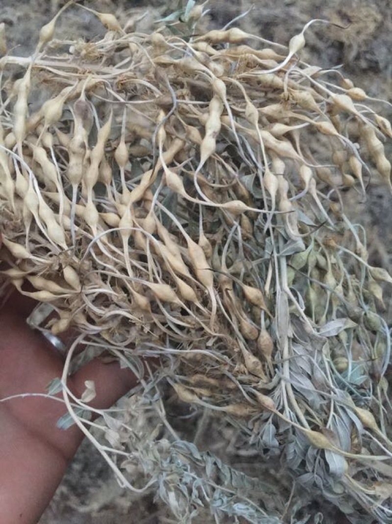 苦豆子甘肃民勤沙漠苦豆子高原苦豆子野生植物