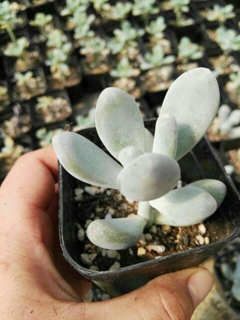 多肉植物不含盆