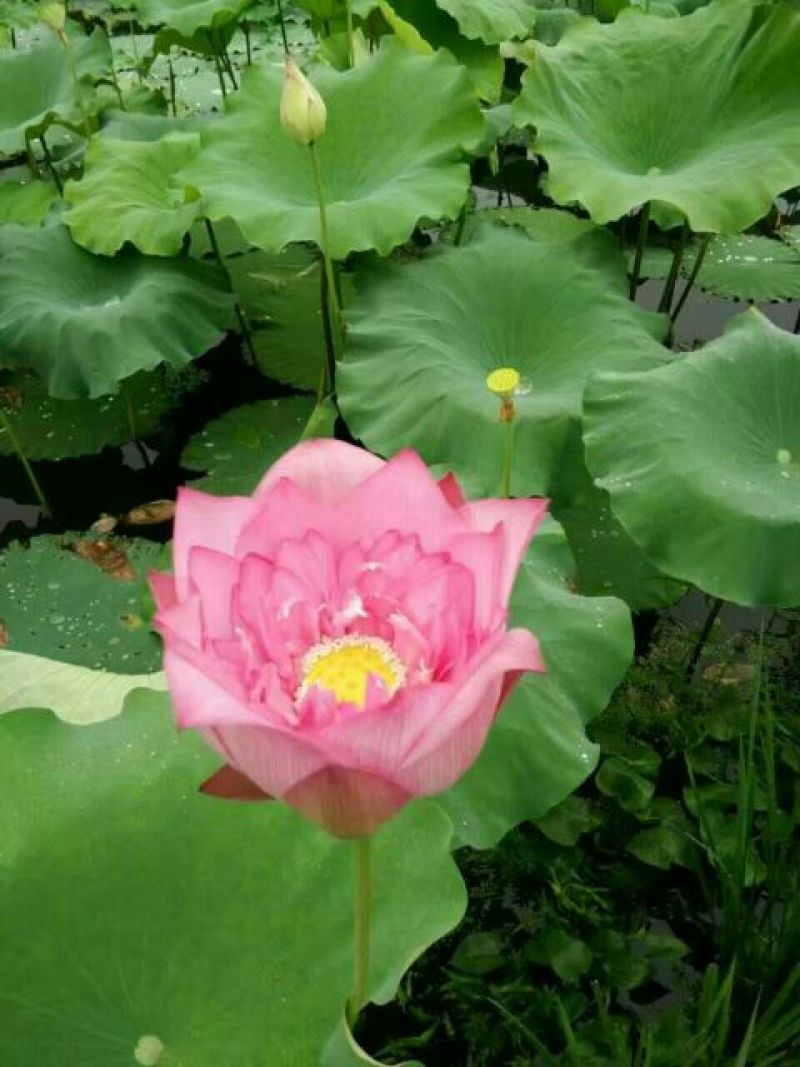 莲子壳