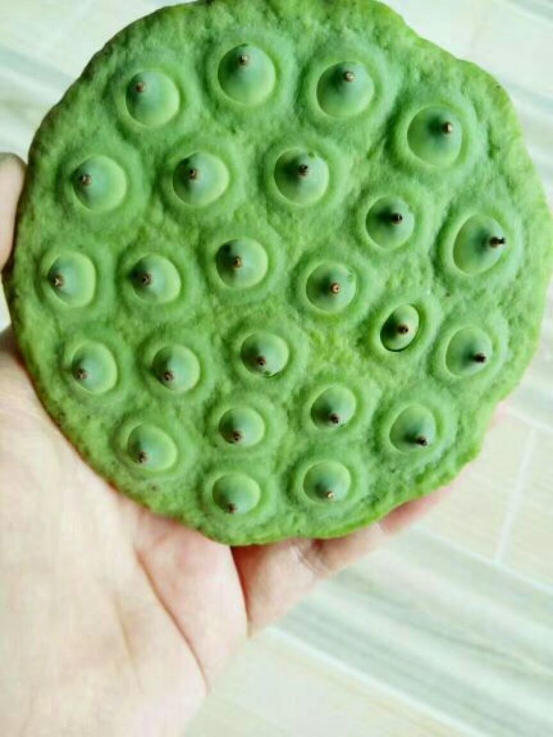 莲子壳
