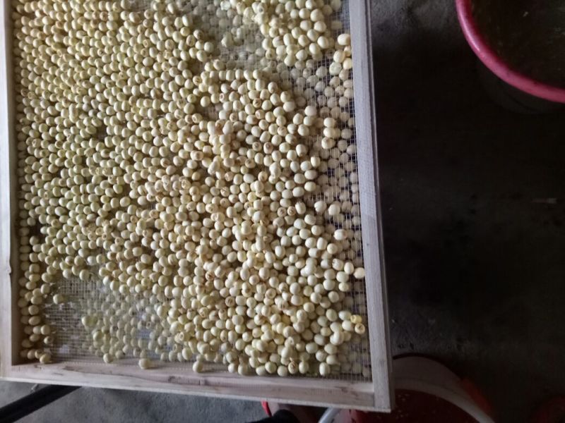 莲子特级干莲子