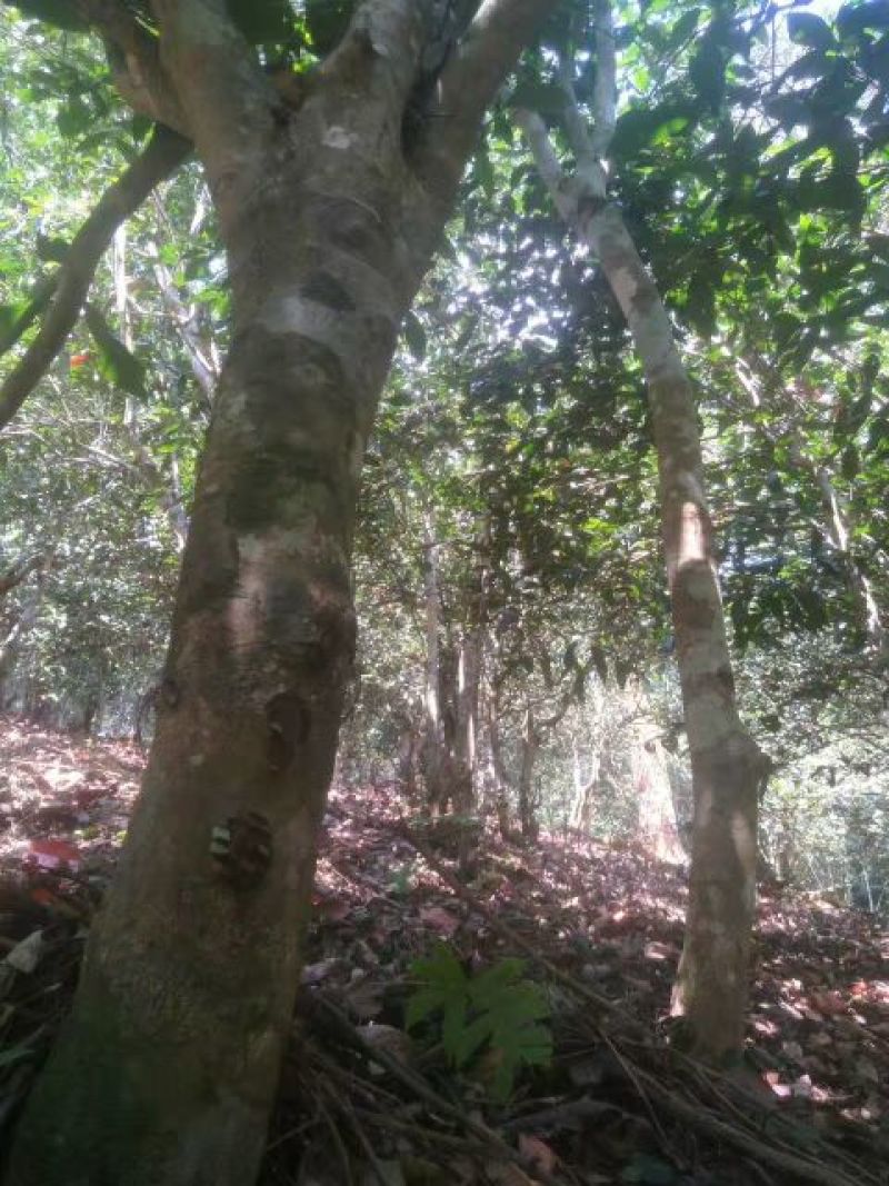 普洱茶二级