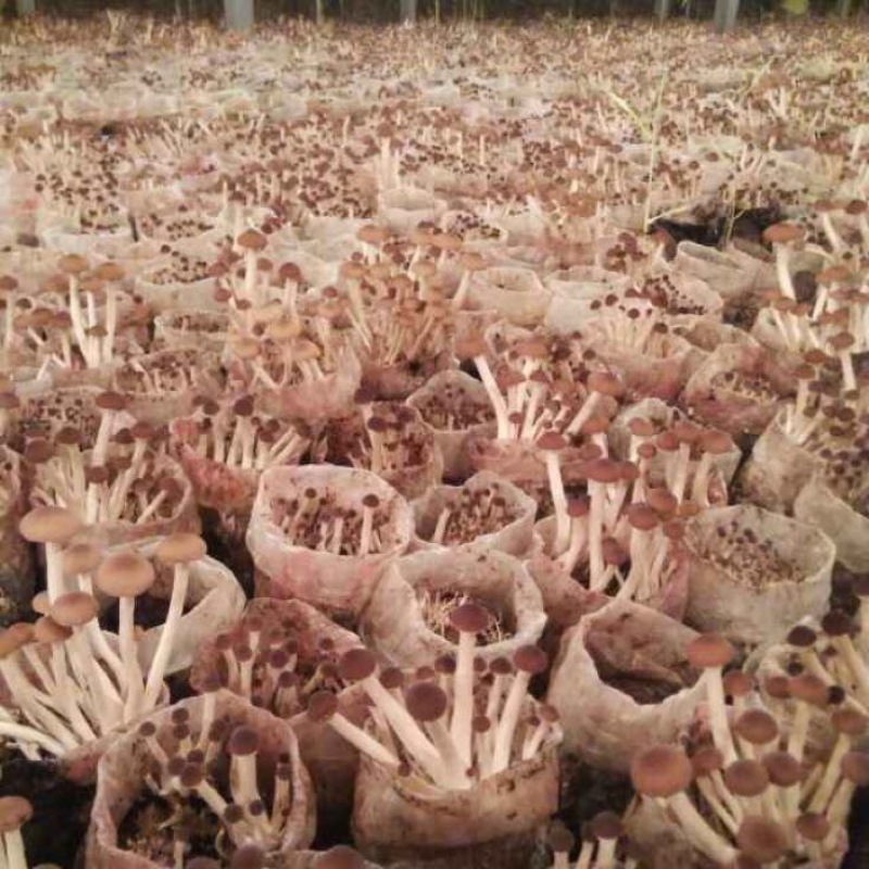 黄茶树菇8cm