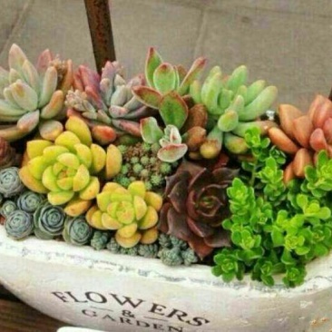 多肉植物不含盆