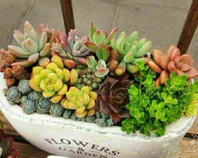 多肉植物不含盆