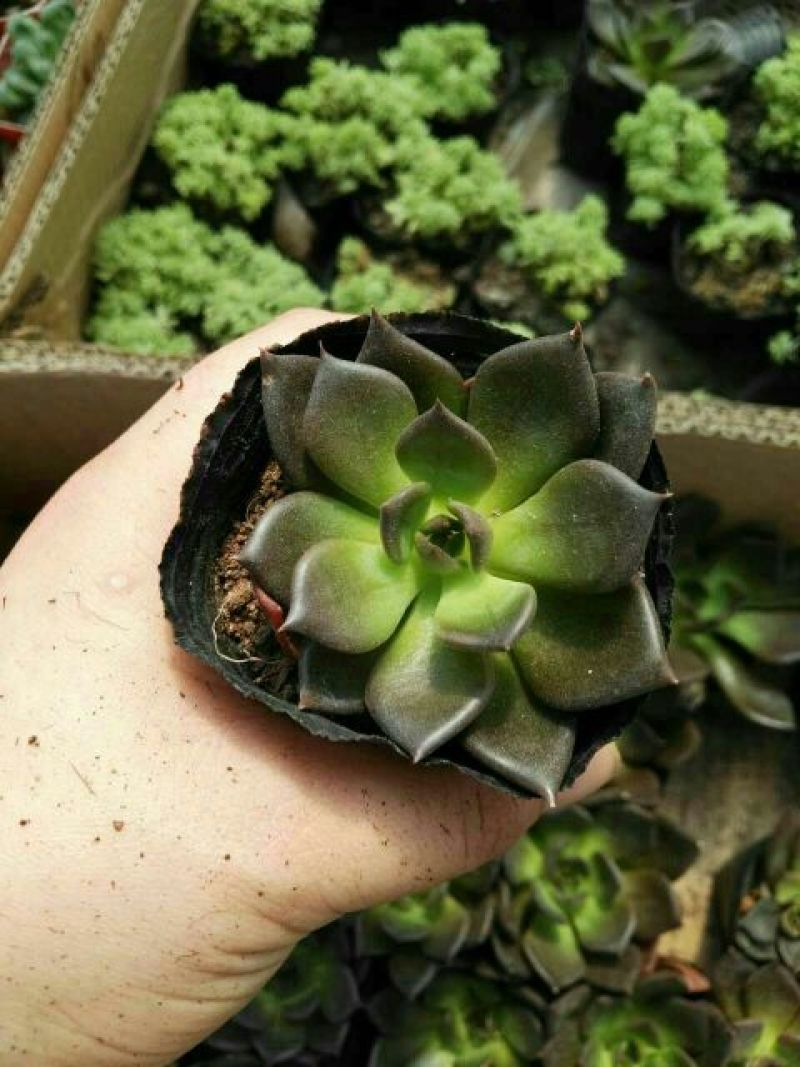多肉植物不含盆