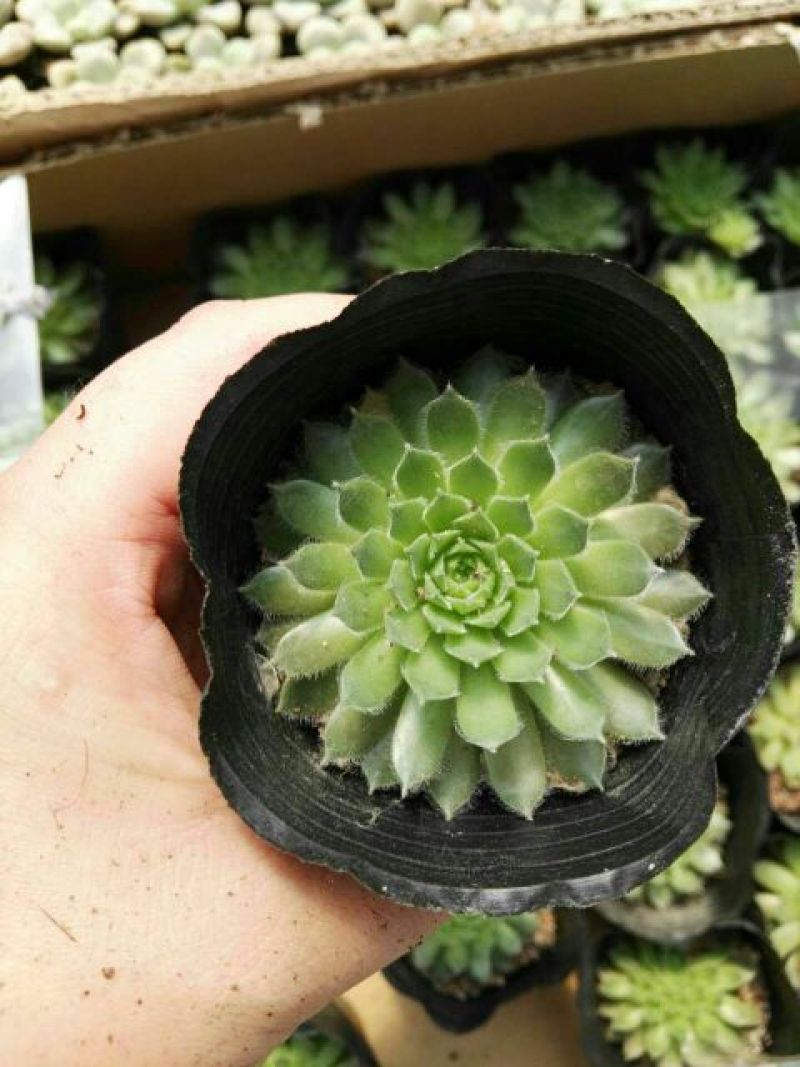 多肉植物不含盆