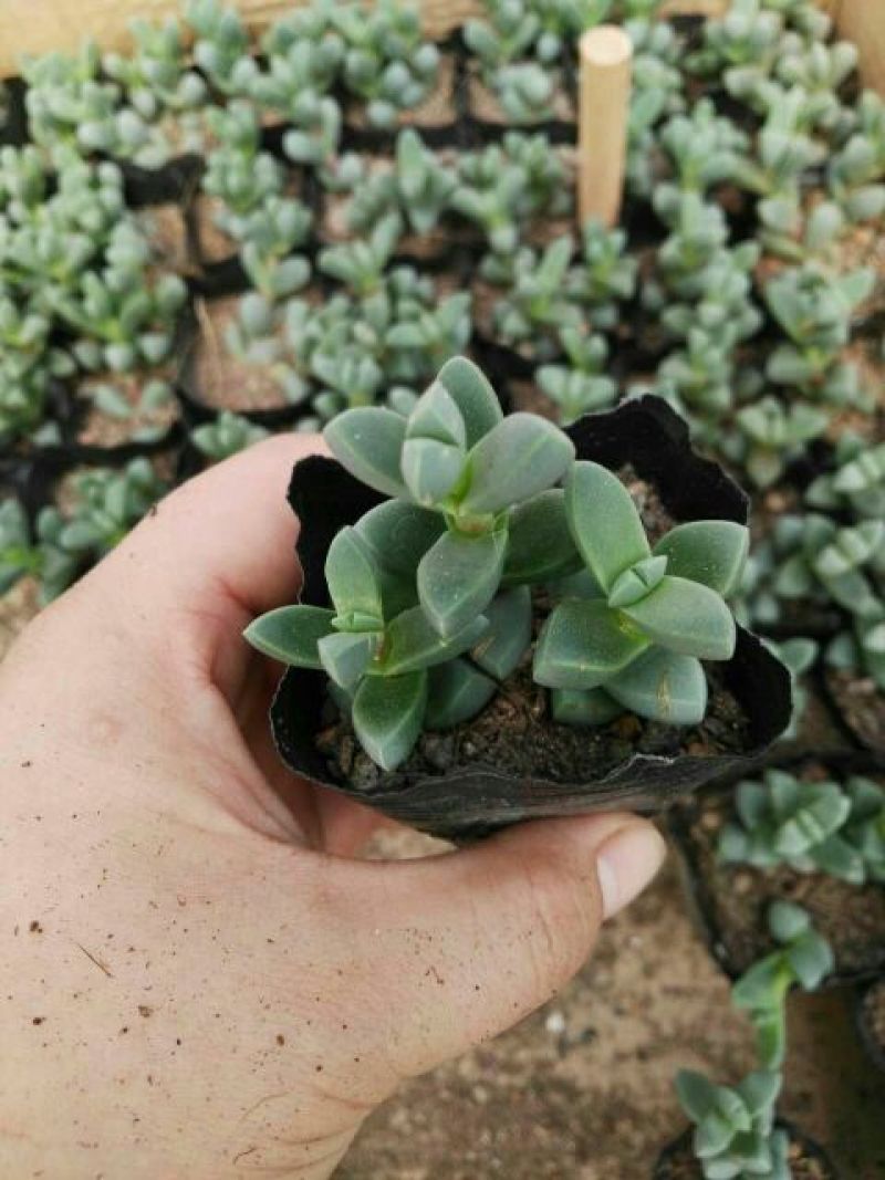 多肉植物不含盆