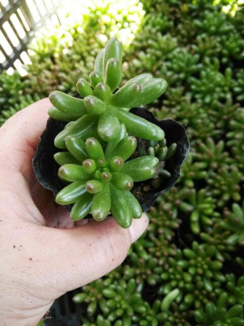 多肉植物不含盆