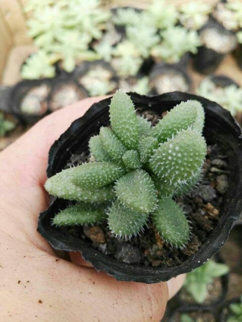多肉植物不含盆