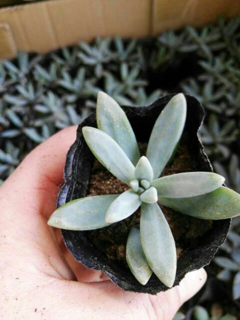 多肉植物不含盆