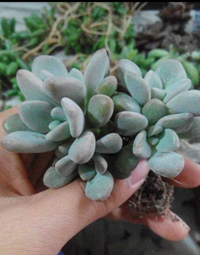 多肉植物不含盆
