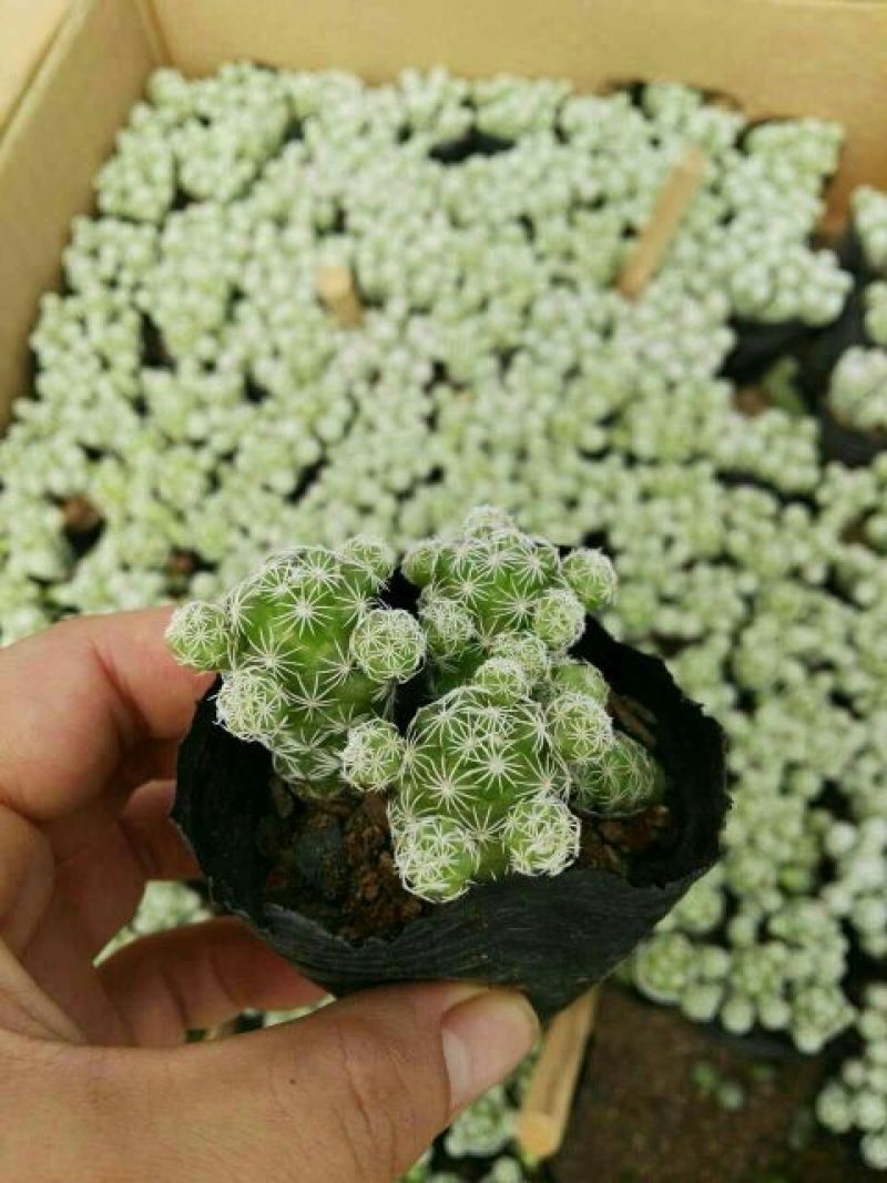 多肉植物不含盆