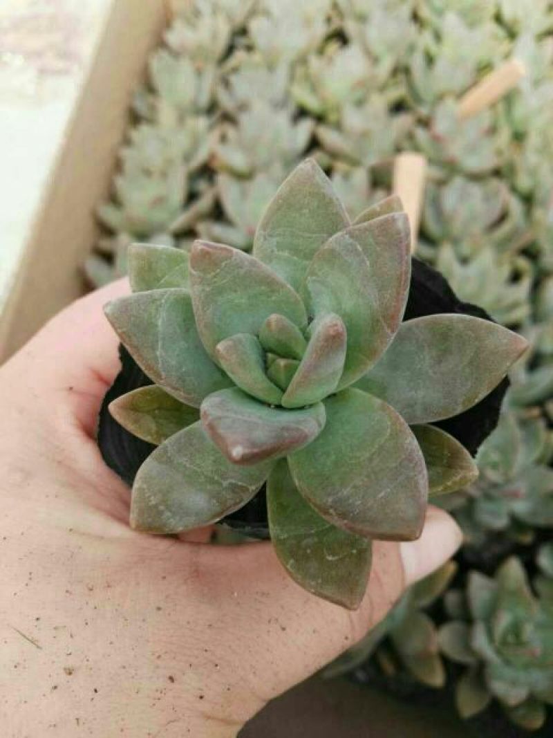 多肉植物不含盆
