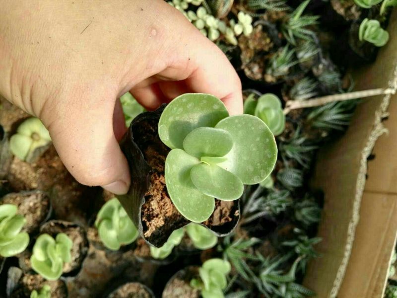 多肉植物不含盆