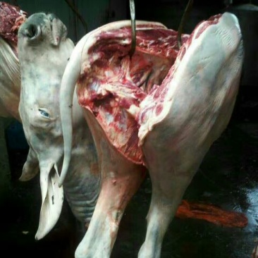 山东鲜驴肉质量保证，肉质鲜美，全国供应欢迎采购