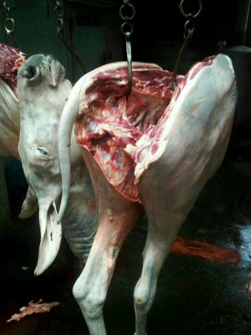 山东鲜驴肉质量保证，肉质鲜美，全国供应欢迎采购
