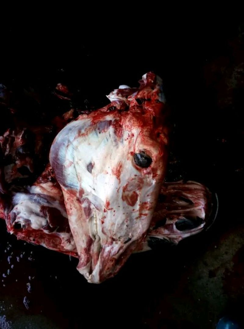 山东鲜驴肉质量保证，肉质鲜美，全国供应欢迎采购