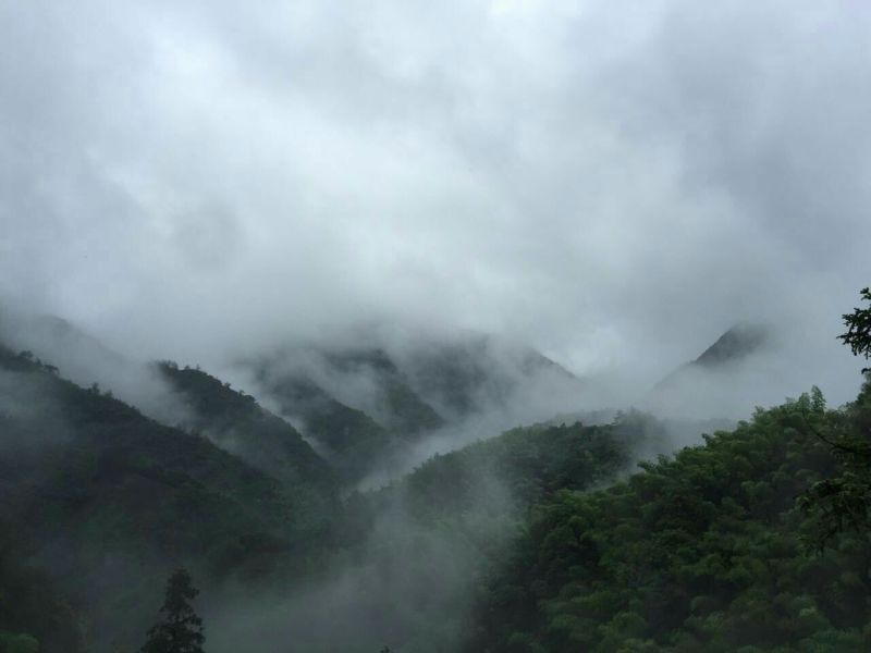 皇菊茶特级