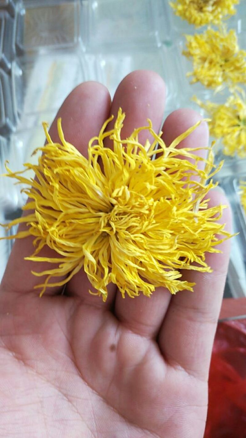 皇菊茶特级