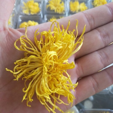皇菊茶特级