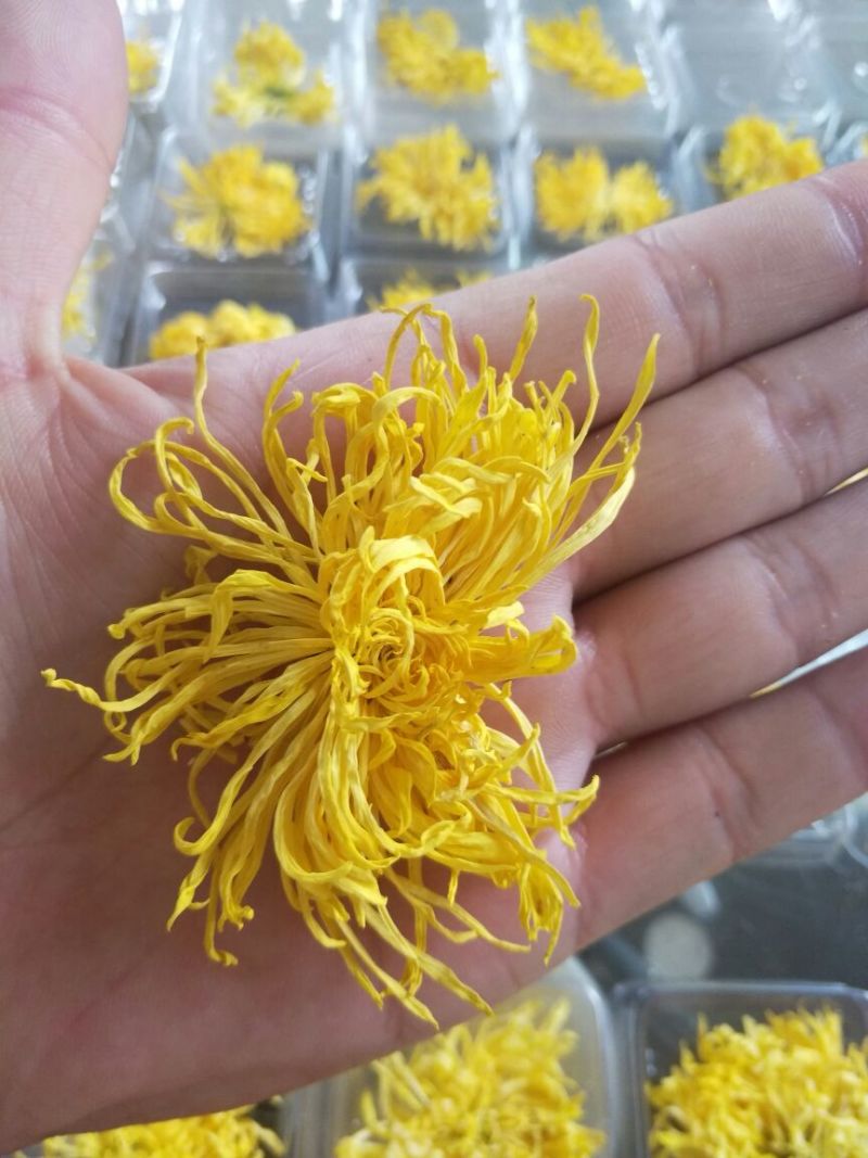 皇菊茶特级