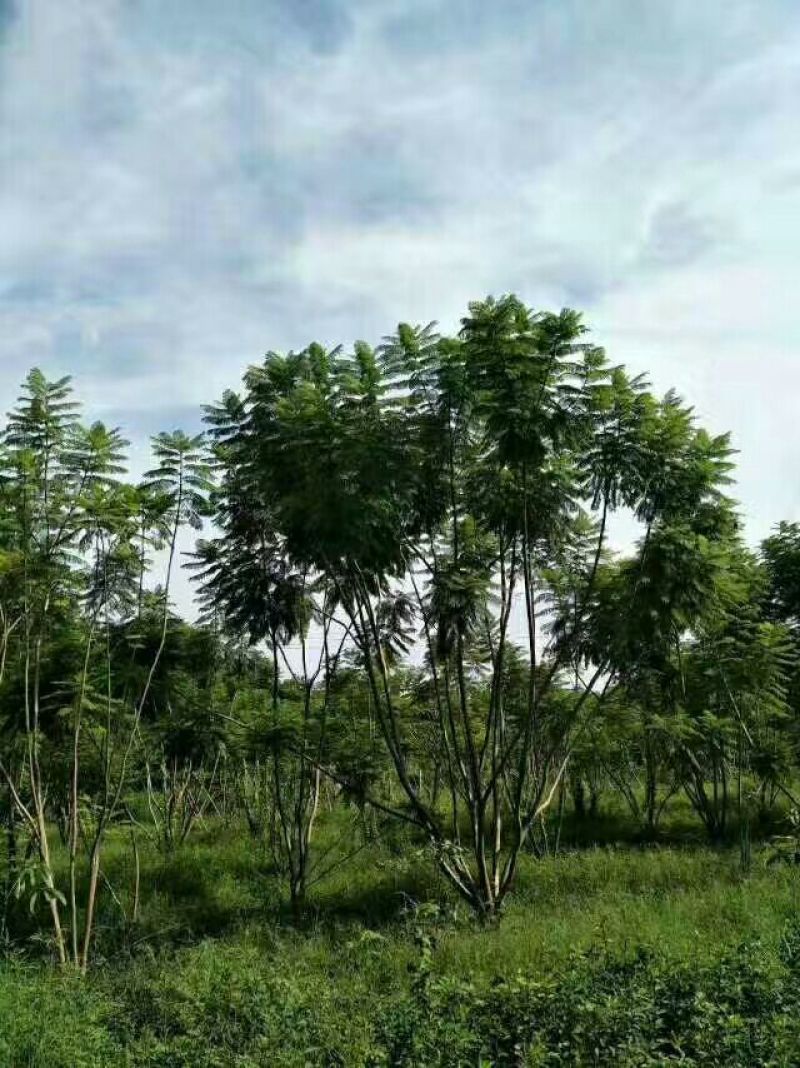 蓝花楹5~8m