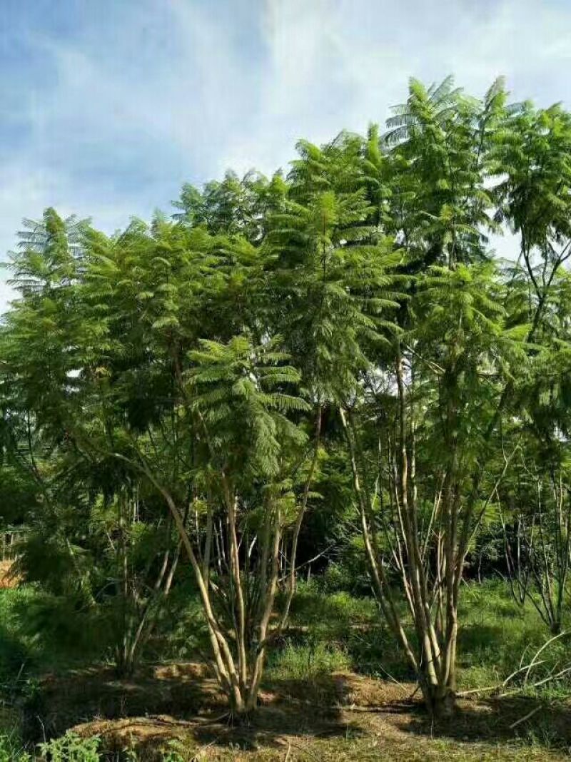 蓝花楹5~8m