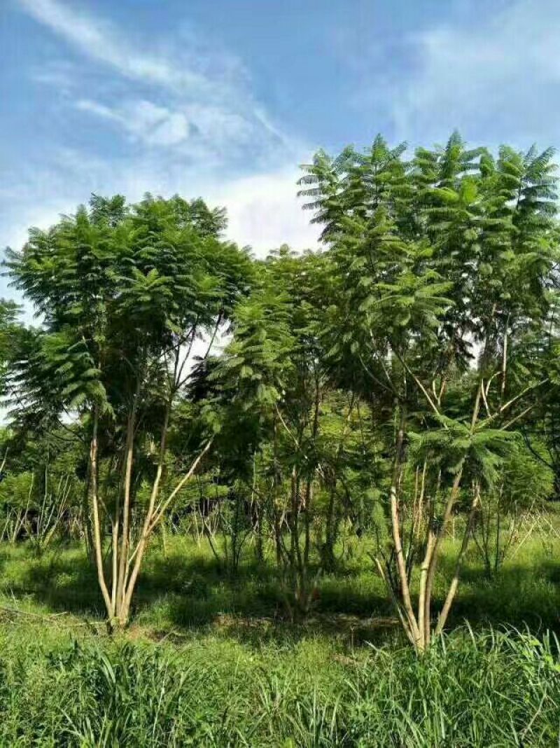 蓝花楹5~8m