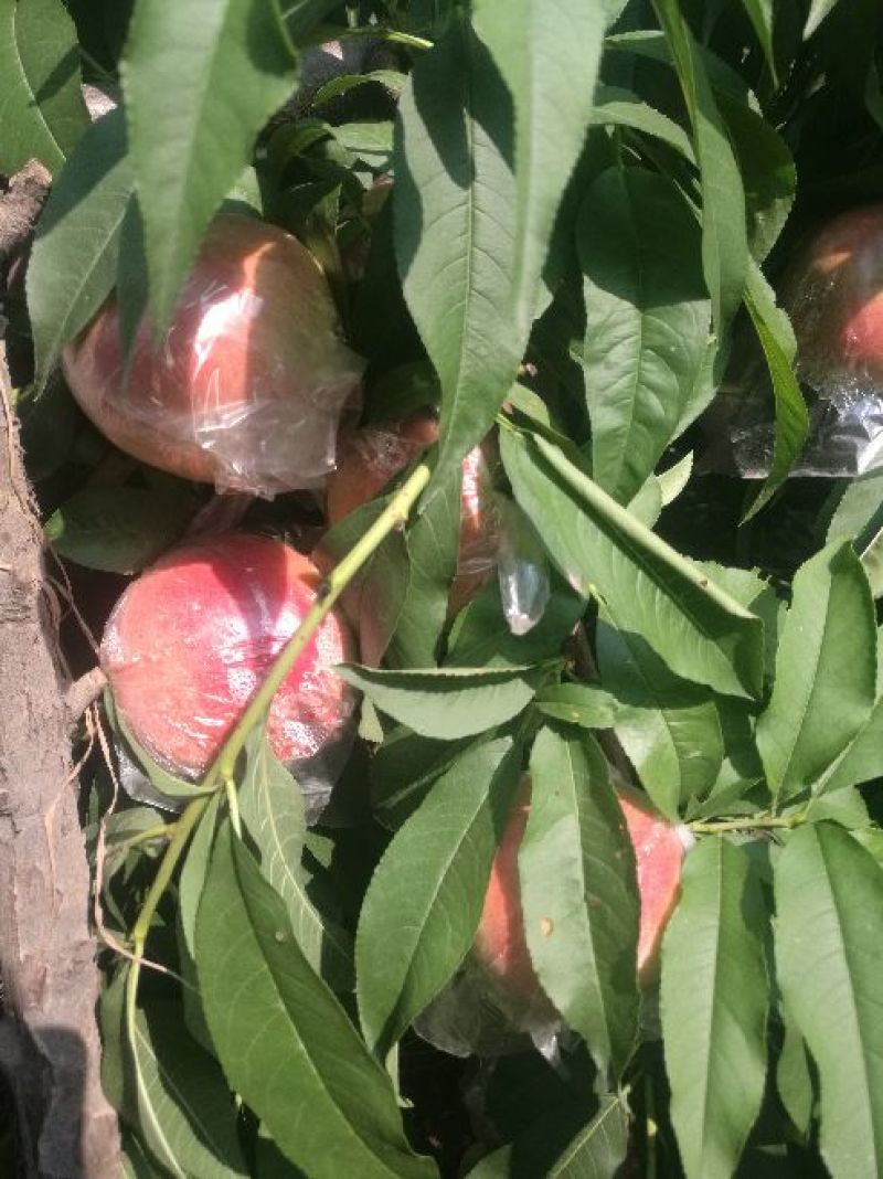 红不软桃毛桃产地直供陕西毛桃价格行情陕西毛桃