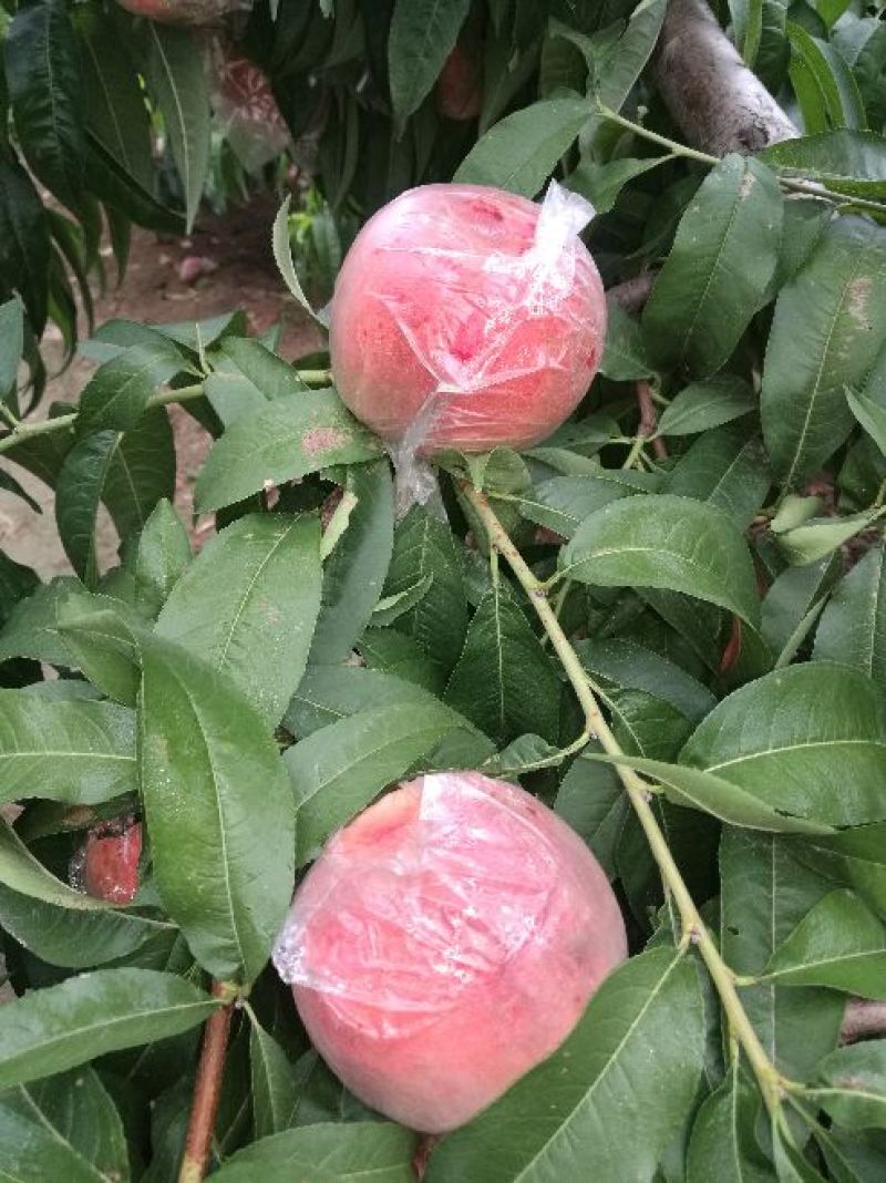 红不软桃毛桃产地直供陕西毛桃价格行情陕西毛桃