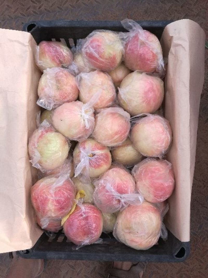 红不软桃毛桃产地直供陕西毛桃价格行情陕西毛桃