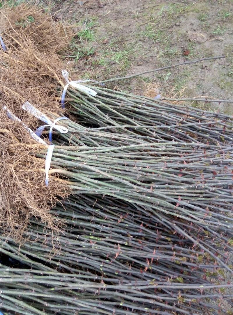 大红袍花椒苗1~2年，