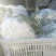 精品白面青梗松花菜适中乳白3斤欢迎咨询