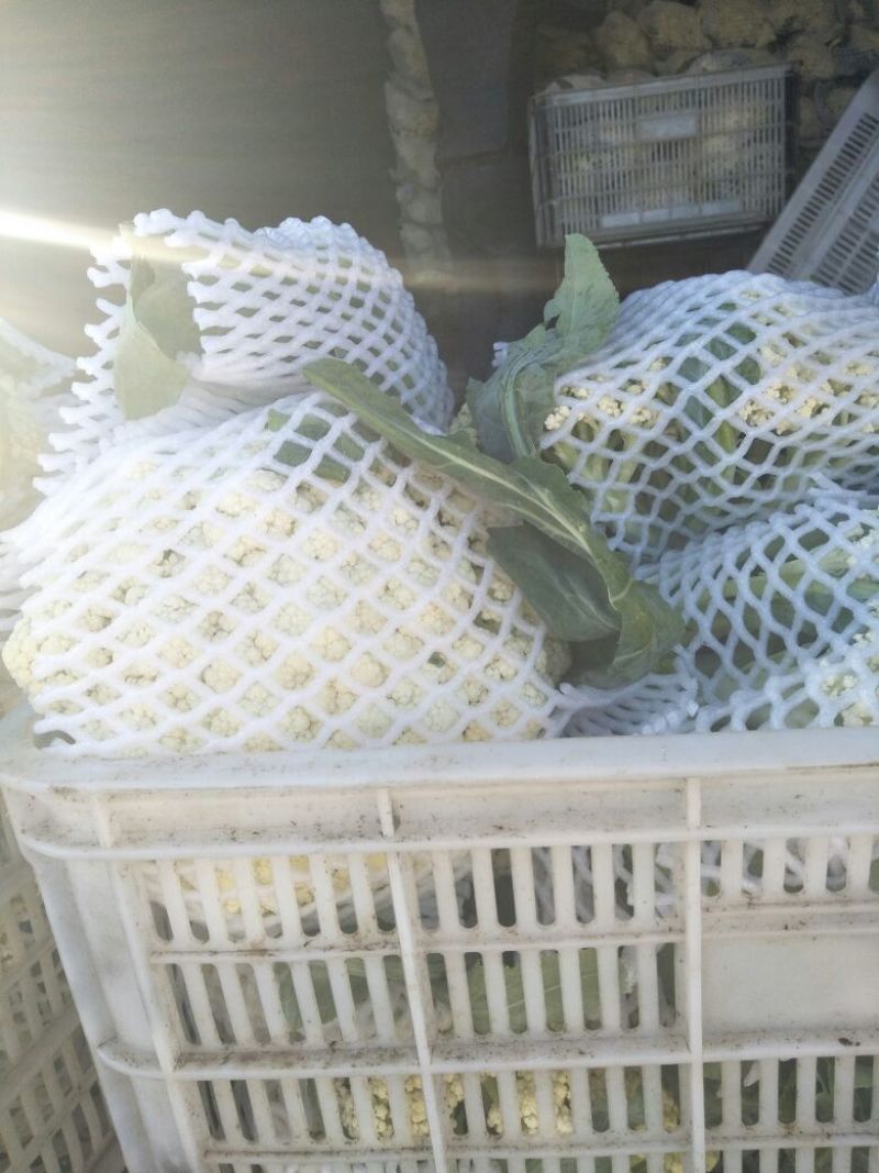 精品白面青梗松花菜适中乳白3斤欢迎咨询
